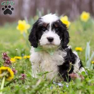 Nacho, Cavapoo Puppy